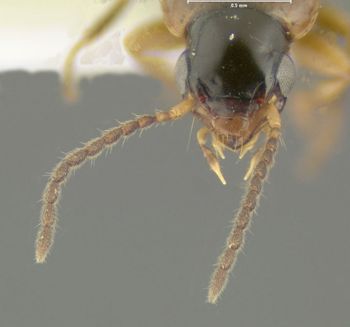 Media type: image;   Entomology 626655 Aspect: head frontal view